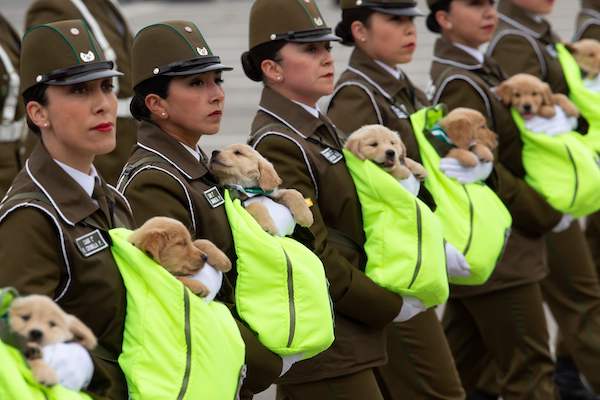 かわいすぎる…チリの記念パレードで「警察犬のたまご」が大行進