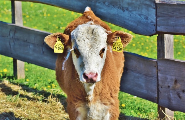 calf-3864585_960_720
