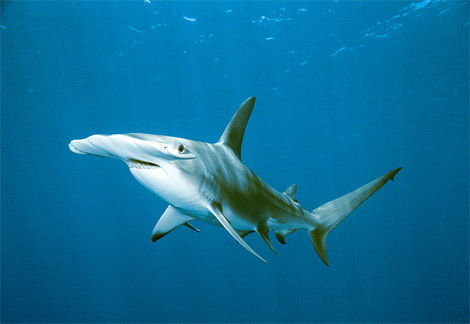 hammerhead-shark