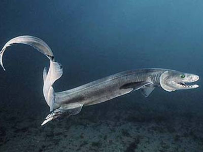 frilled-shark05