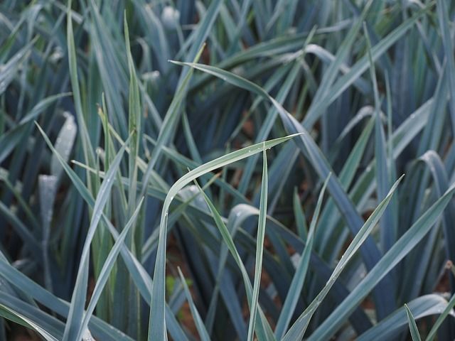 winter-leek-694210_640