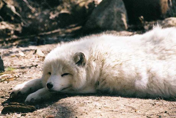 arctic-fox7 (1)