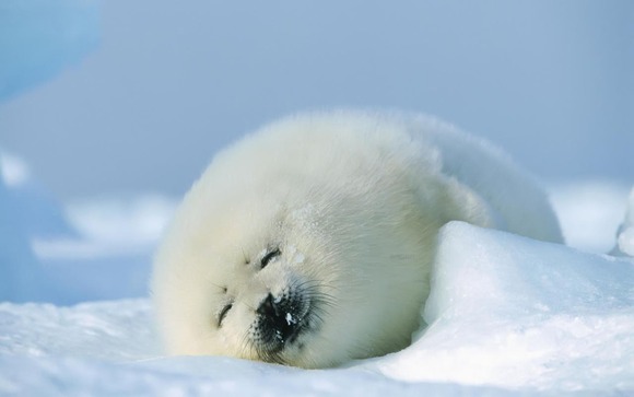 Seal_cub_1280x800