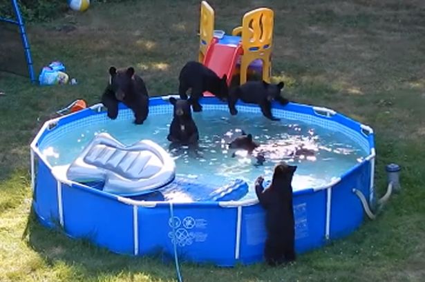 Bear-family-jumps-into-familys-paddling-pool