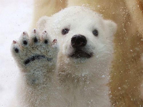 white-bear-born-1