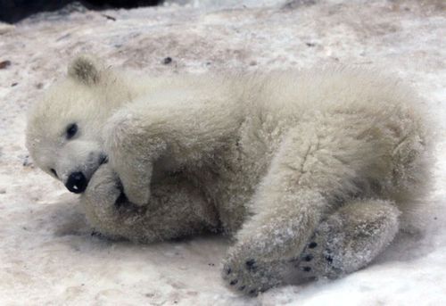 white-bear-born-8