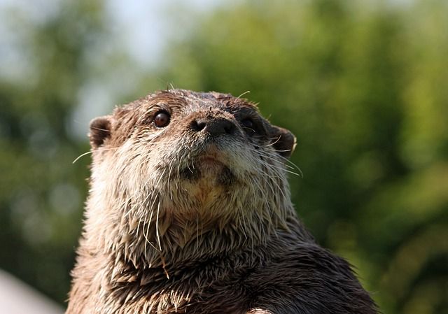 otter-220488_640