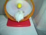 チッポ