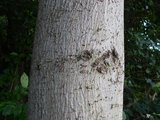 ムクノキの幹