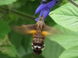 ホシホウジャク