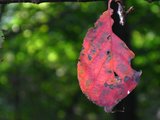 紅葉