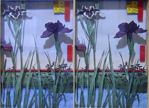 堀切の花菖蒲RL