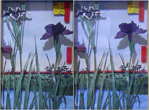 堀切の花菖蒲LR