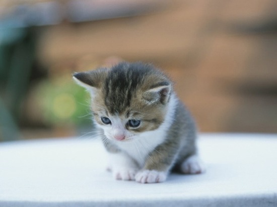 猛獣王 王者の咆哮
