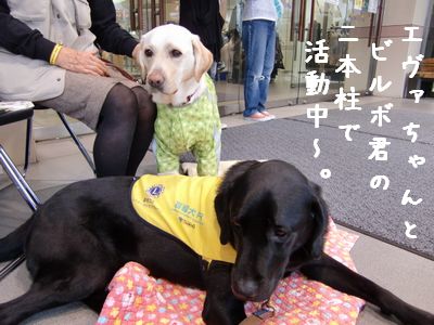 エヴァビルボ