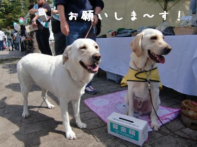 チャッピーけいと