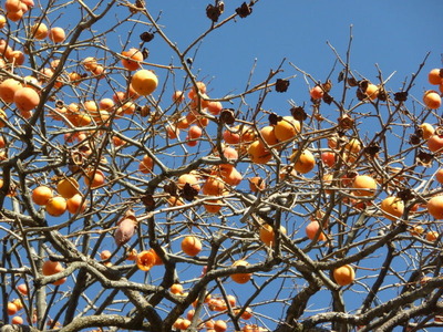 P1010335