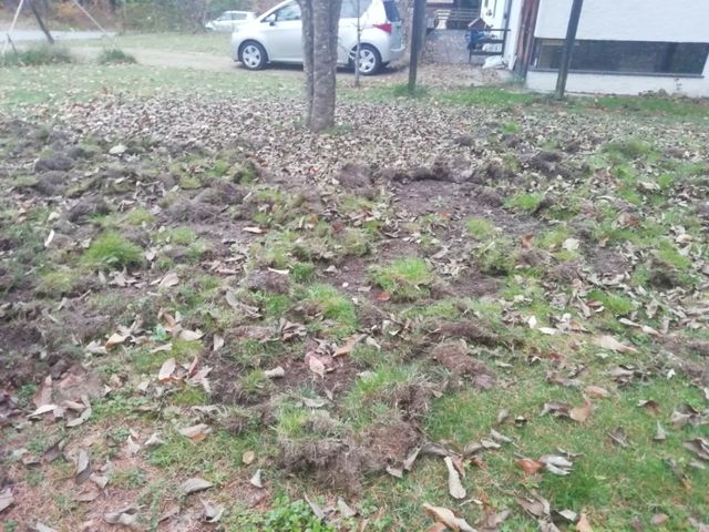 IMG_20181114_063040