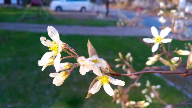 P_20180420_165558_vHDR_On