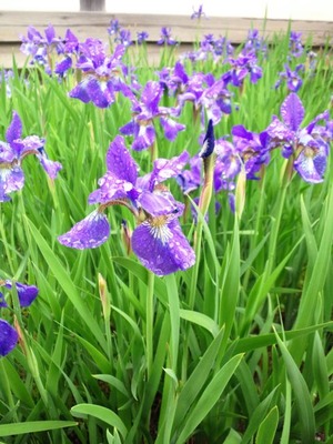 20120515c