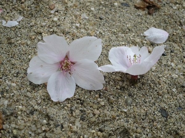 IMG_6838