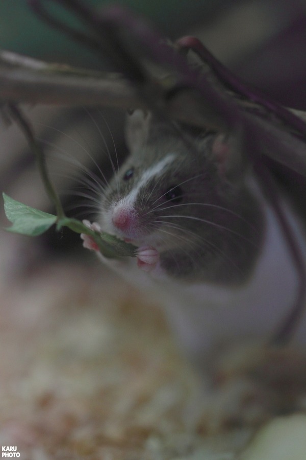KARU PHOTO karuizawa photo from 軽井沢 : <b>茶臼山動物園</b> その2