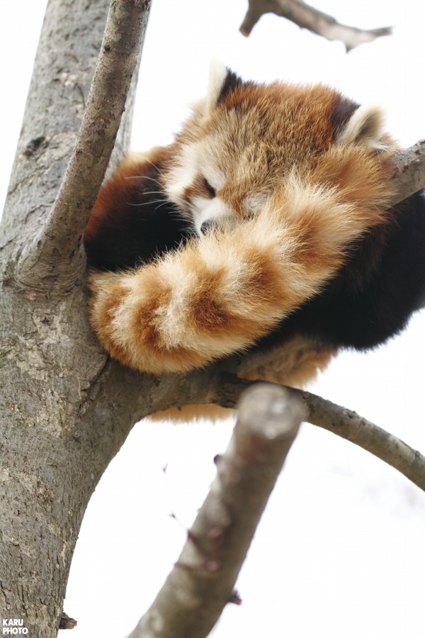 KARU PHOTO karuizawa photo from 軽井沢 : <b>茶臼山動物園</b> その1