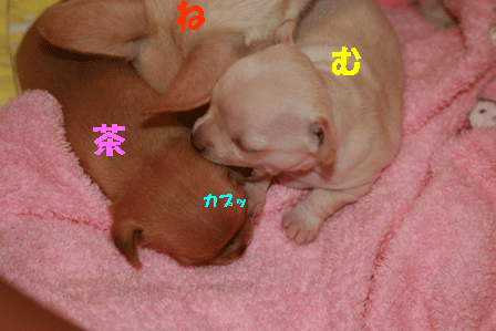 むたのカプ