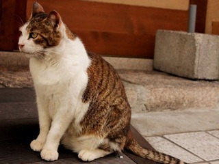 背