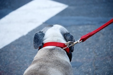 犬