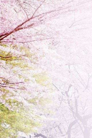 さくら