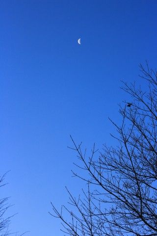 たからくじ