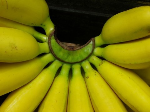 朝バナナ