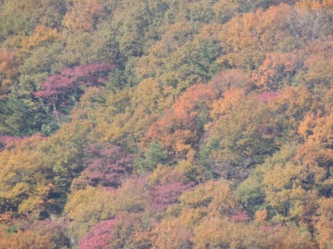 山で