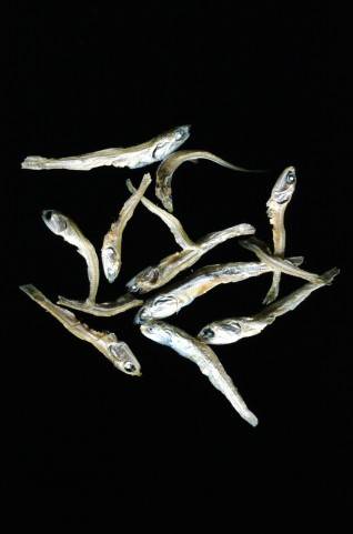 魚介
