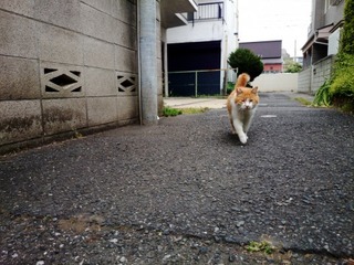 ヌコ