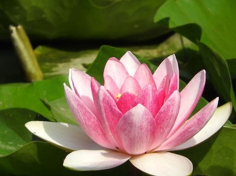 代金