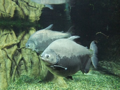 ホムセン