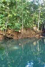 【閲覧注意】珍しい生き物の画像が集まるスレ