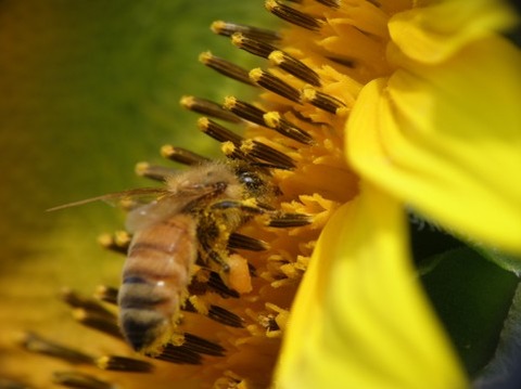 蜂