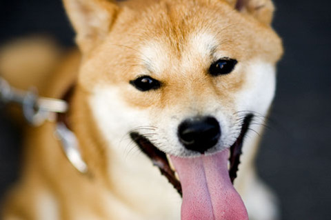 イッヌ