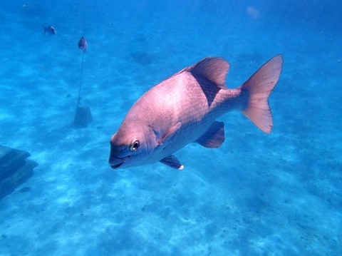 釣り