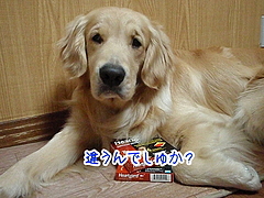フィラリア予防薬
