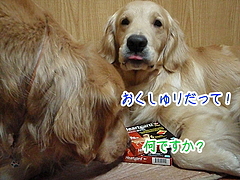 ノミ・ダニ