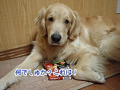 カルドメック チュアブルP