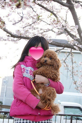 グッデイ!!-お茶目主婦、デカプーを飼う-