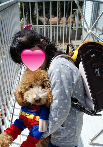 グッデイ!!-お茶目主婦、デカプーを飼う-