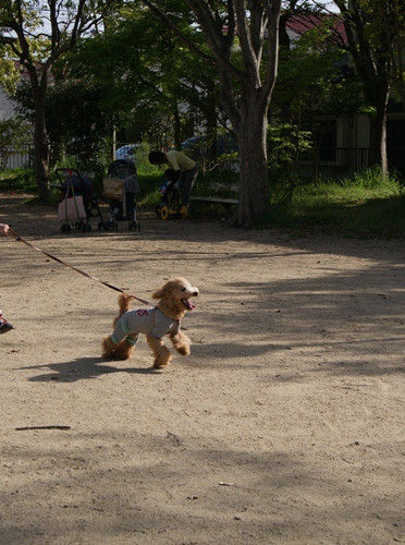 グッデイ!!-お茶目主婦、デカプーを飼う-