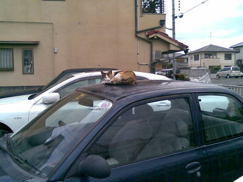 おはよう!ねこ