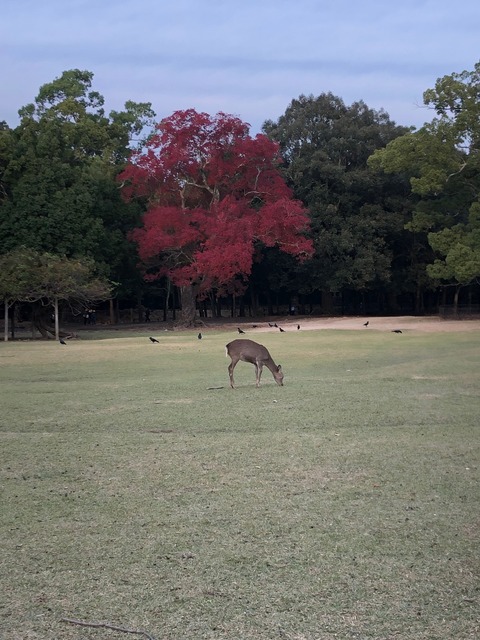 image11